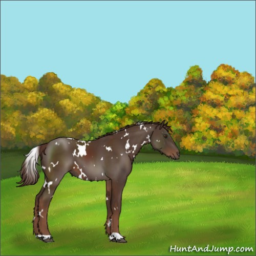 Horse Color:White Spotted Liver Chestnut 