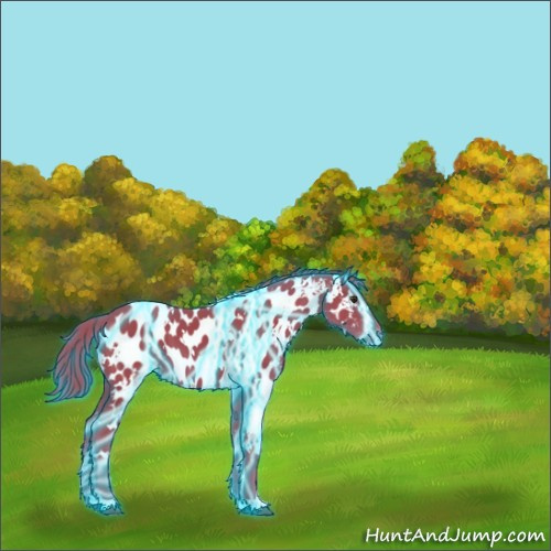 Horse Color:Thunderstruck Watercolor White Spotted Liver Chestnut Appaloosa 