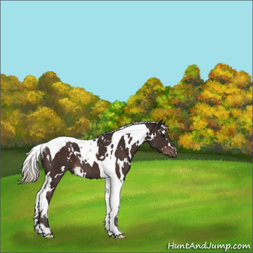 Horse Color:White Spotted Silver Brown Tobiano 