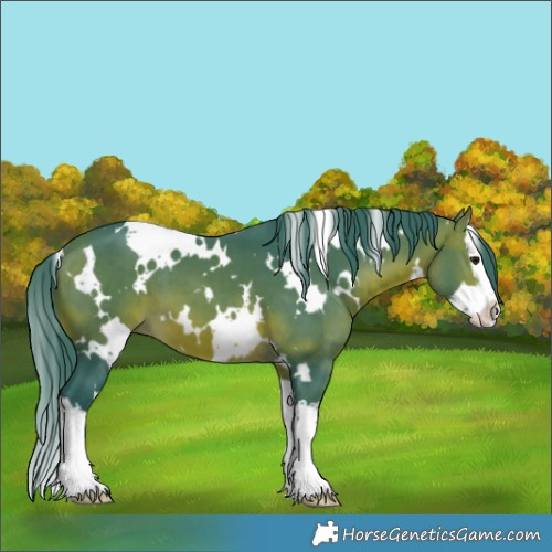 Horse Color:Watercolor White Spotted Brown Splash 