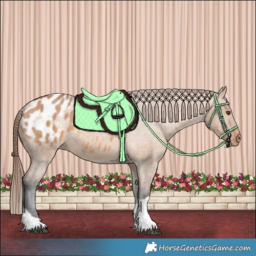 Horse Color:Bay Dun Tobiano Appaloosa 