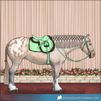 Horse Color:Bay Dun Tobiano Appaloosa 