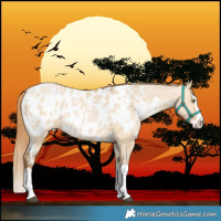 Horse Color:White Spotted Bay Pearl Dun Splash Blanket Rabicano 