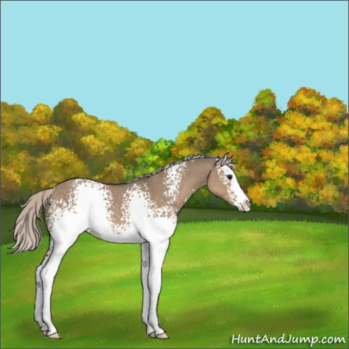 Horse Color:White Spotted Silver Grullo Sabino Splash 