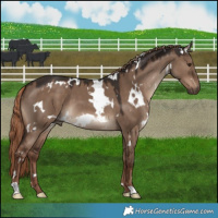 Horse Color:White Spotted Liver Red Dun 