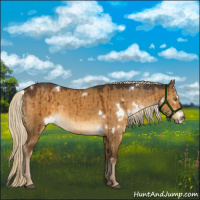 Horse Color:White Spotted Chocolate Palomino Dun Brindle 