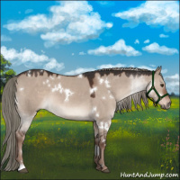 Horse Color:White Spotted Liver Red Dun Mushroom