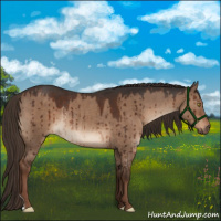Horse Color:Liver Red Dun Rabicano Brindle 