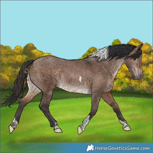 Horse Color:Brown Dun Tobiano 