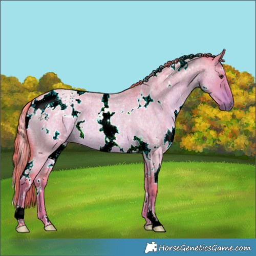 Horse Color:Watercolor White Spotted Liver Red Dun Roan 