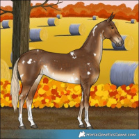 Horse Color:White Spotted Chocolate Palomino Tobiano Rabicano 
