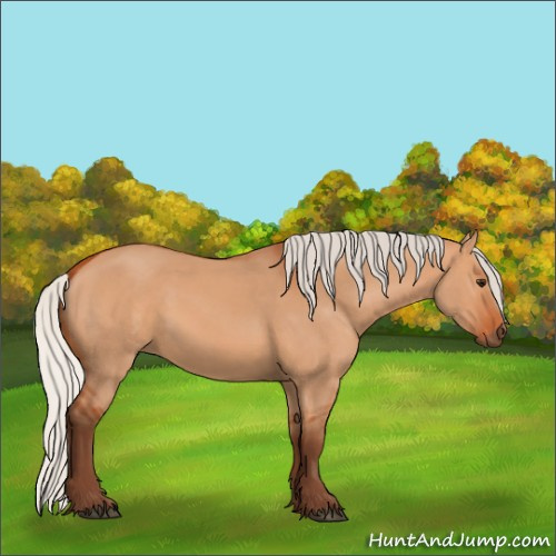 Horse Color:Silver Bay Dun 