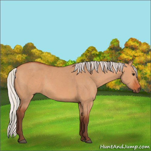 Horse Color:Silver Bay Dun 