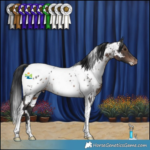 Horse Color:White Spotted Brown Tobiano Appaloosa 