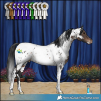 Horse Color:White Spotted Brown Tobiano Appaloosa 