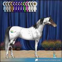 Horse Color:White Spotted Brown Tobiano Near Leopard 