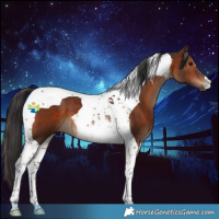 Horse Color:Brown Tobiano 