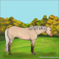 Horse Color:Silver Bay Dun
