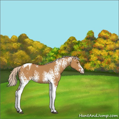 Horse Color:White Spotted Silver Buckskin Dun Tobiano Appaloosa 