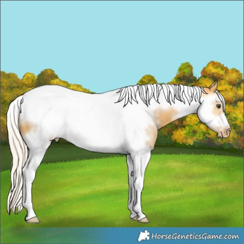 Horse Color:Silver Buckskin Dun Sabino Splash Tobiano Frame Appaloosa Rabicano 