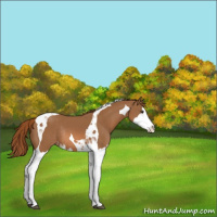 Horse Color:Chestnut Splash Tobiano Varnish Rabicano 