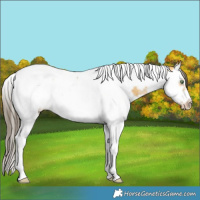 Horse Color:Amber Cream Champagne Splash Tobiano Frame 