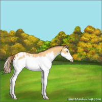 Horse Color:Amber Cream Champagne Splash Frame Appaloosa Rabicano