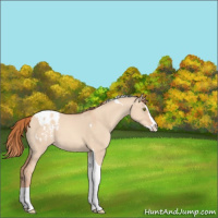 Horse Color:Gold Champagne Dun Splash Tobiano Appaloosa Rabicano 