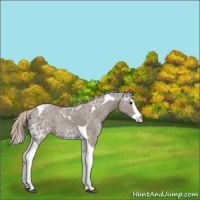 Horse Color:Silver Grullo Ice Sabino Splash Tobiano Appaloosa Rabicano