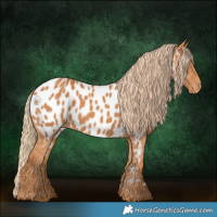 Horse Color:Chestnut Appaloosa 