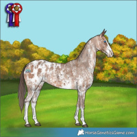 Horse Color:Bay Sabino Splash Appaloosa  and Amber Champagne Sabino Splash Appaloosa 