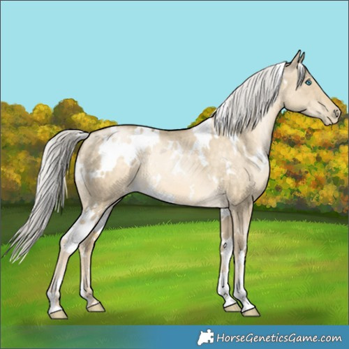 Horse Color:White Spotted Silver Buckskin Pearl Dun 