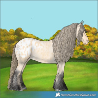 Horse Color:Buckskin Roan Appaloosa 