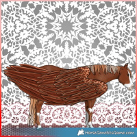 Horse Color:Chestnut  and Chestnut Splash 