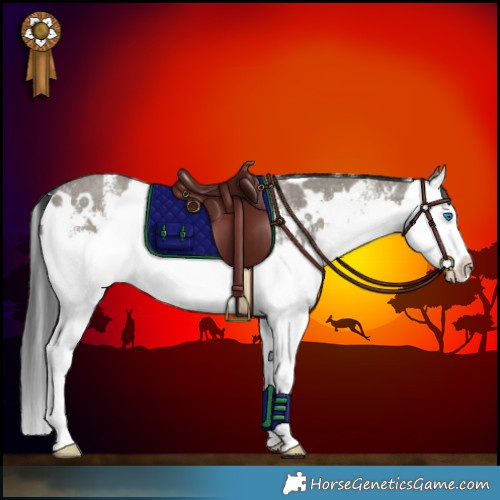Horse Color:White Spotted Grullo Splash 