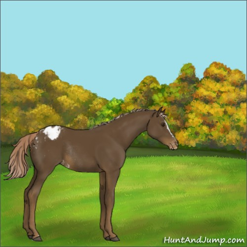 Horse Color:Chocolate Palomino Sabino Appaloosa Rabicano 