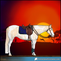 Horse Color:Gold Cream Champagne Dun Sabino Tobiano