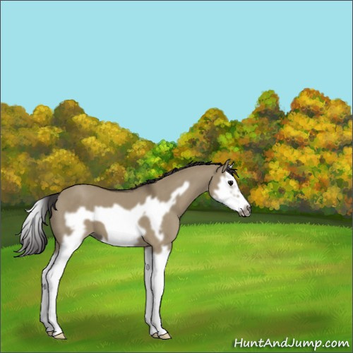 Horse Color:Smoky Grullo Splash Frame 