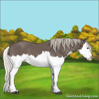 Horse Color:Silver Black Splash 