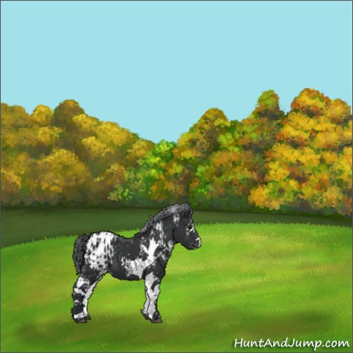 Horse Color:White Spotted Black Chinchilla Appaloosa 