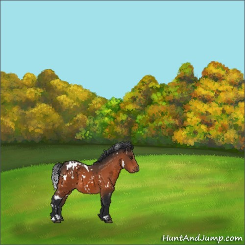 Horse Color:White Spotted Bay 