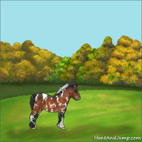 Horse Color:White Spotted Bay 