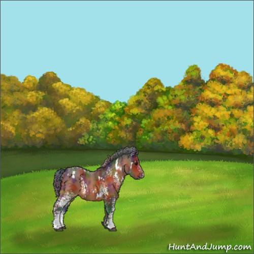 Horse Color:Nacre White Spotted Bay Appaloosa 