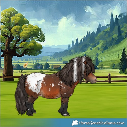 Horse Color:White Spotted Bay Appaloosa