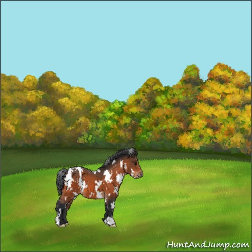 Horse Color:White Spotted Brown 