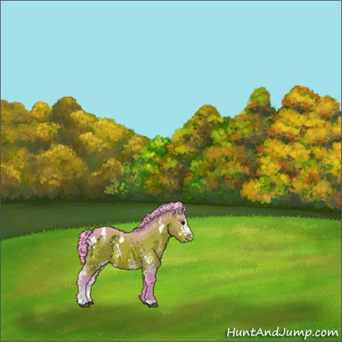 Horse Color:Watercolor White Spotted Bay Appaloosa 