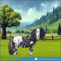 Horse Color:White Spotted Black Blanket 