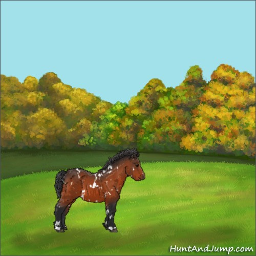 Horse Color:White Spotted Bay 