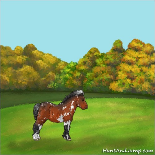 Horse Color:White Spotted Bay 