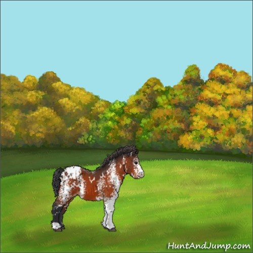 Horse Color:White Spotted Brown Appaloosa 